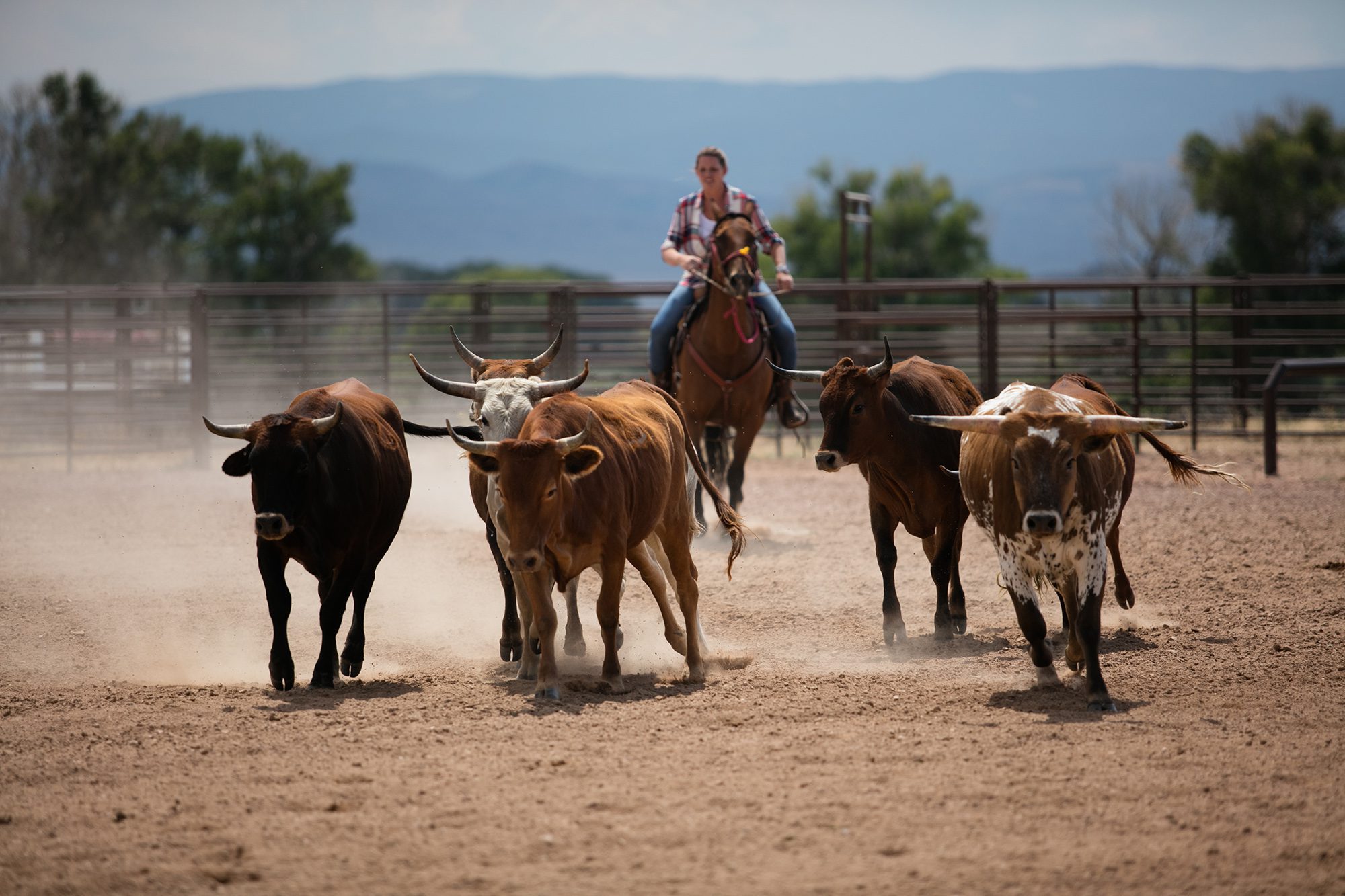 Dude Ranch Cattle Drive Activity